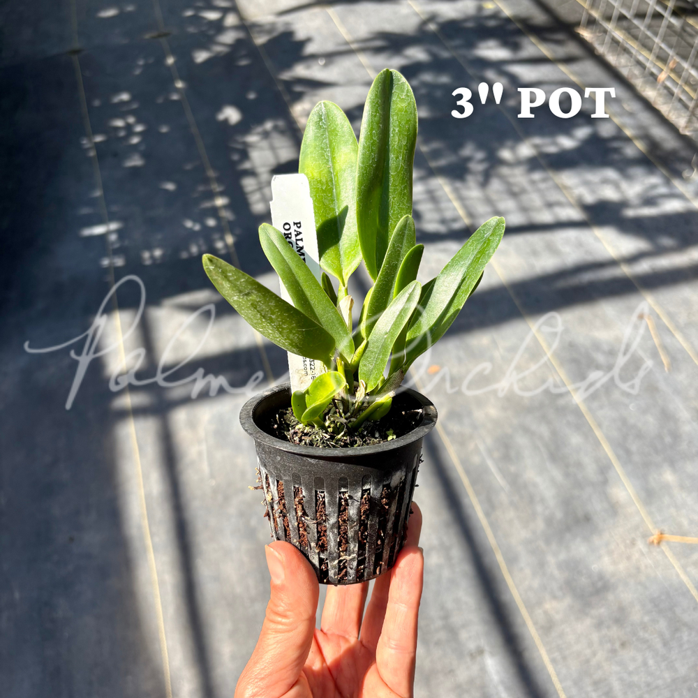 Rlc. Paradise Rose 'My Valentine' — Palmer Orchids